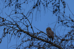 Geistiges Eigentum Thomas Muth