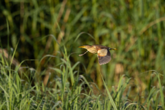 Geistiges Eigentum Thomas Muth