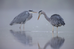 Geistiges Eigentum Thomas Muth