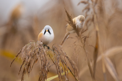 Geistiges Eigentum Thomas Muth