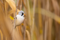 Geistiges Eigentum Thomas Muth