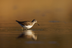 Geistiges Eigentum Thomas Muth