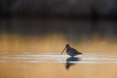 Geistiges Eigentum Thomas Muth