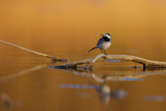 Geistiges Eigentum Thomas Muth