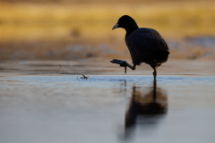 Geistiges Eigentum Thomas Muth