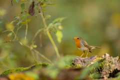 Geistiges Eigentum Thomas Muth