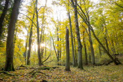 Geistiges Eigentum vom Thomas Muth