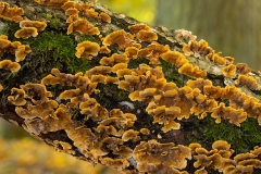 Geistiges Eigentum vom Thomas Muth