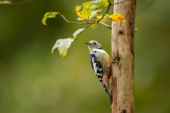 Geistiges Eigentum vom Thomas Muth