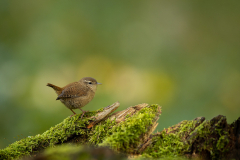 Geistiges Eigentum vom Thomas Muth