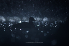 Regennacht