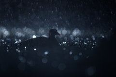 Regennacht