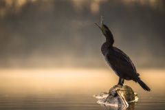Langer Atem, Yawning Cormorant