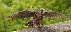 K§_Mayer_Vögel_Wanderfalke_