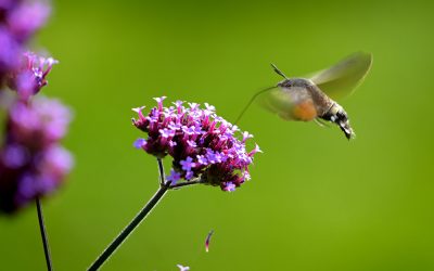 Der deutsche Kolibri, das Taubenschwänzchen!